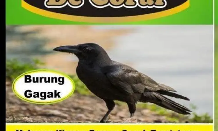 Pakan alami burung gagak