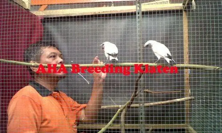 kandang penangkaran jalak bali kandang penangkaran jalak bali