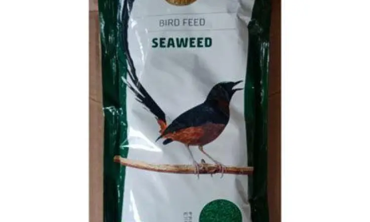 pakan burung jalak bali