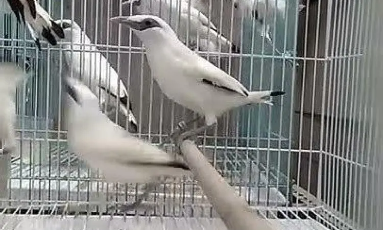 anakan jalak bali ring anakan jalak bali ring