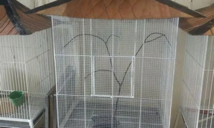 Kandang ternak burung kenari koloni yang ideal