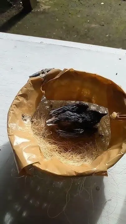 Anakan Kenari Anakan burung kenari hasil ternak koloni