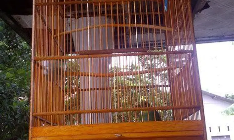 sangkar penangkaran sangkar penangkaran