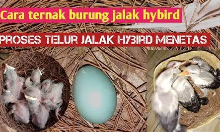 masa pengeraman masa pengeraman