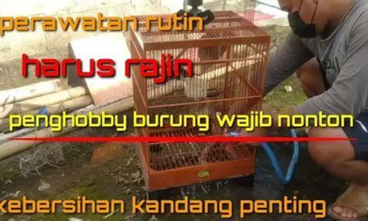 pakan berkualitas burung pakan berkualitas burung