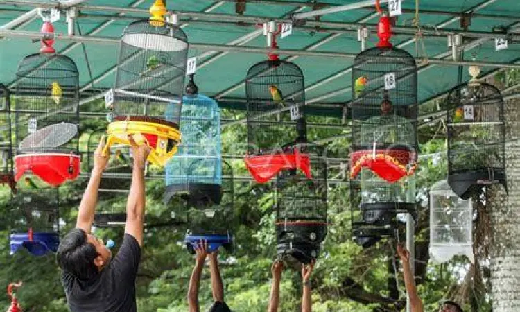 kontes burung nasional