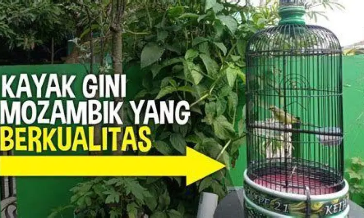 indukan burung mozambik jantan dan betina