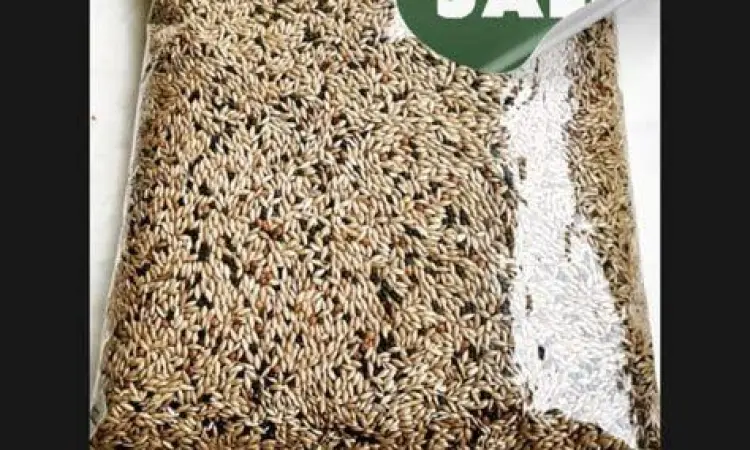 pakan biji-bijian untuk burung mozambik