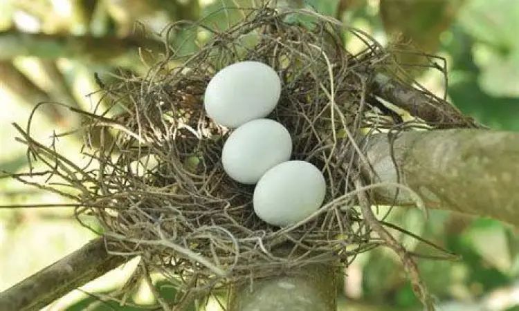 telur burung mozambik di dalam sarang