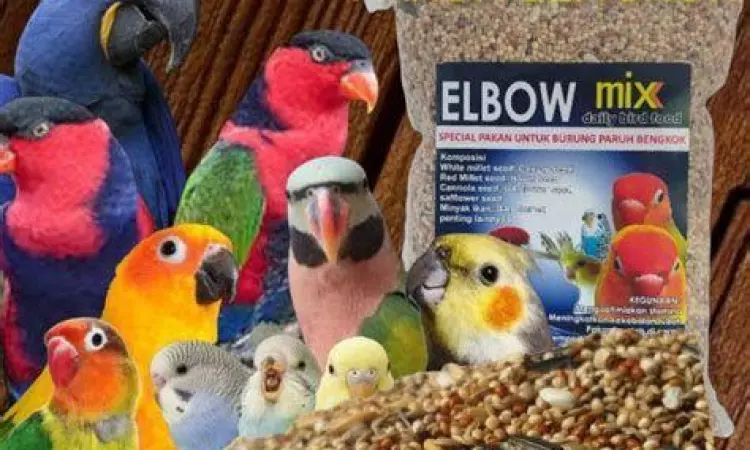 pakan burung nuri pakan burung nuri