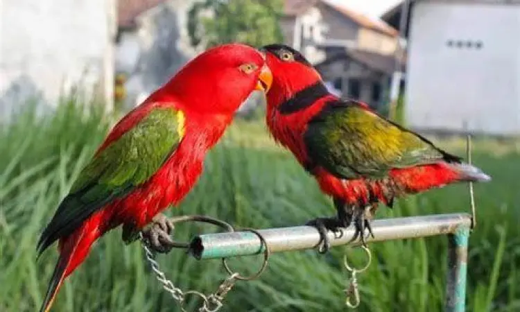 anakan burung nuri anakan burung nuri