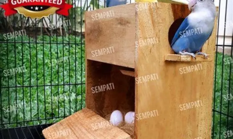 Sarang burung pleci Sarang burung pleci