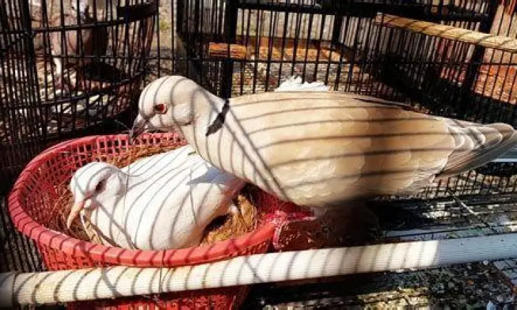 perawatan burung puter