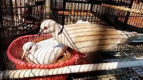 perawatan burung puter perawatan burung puter