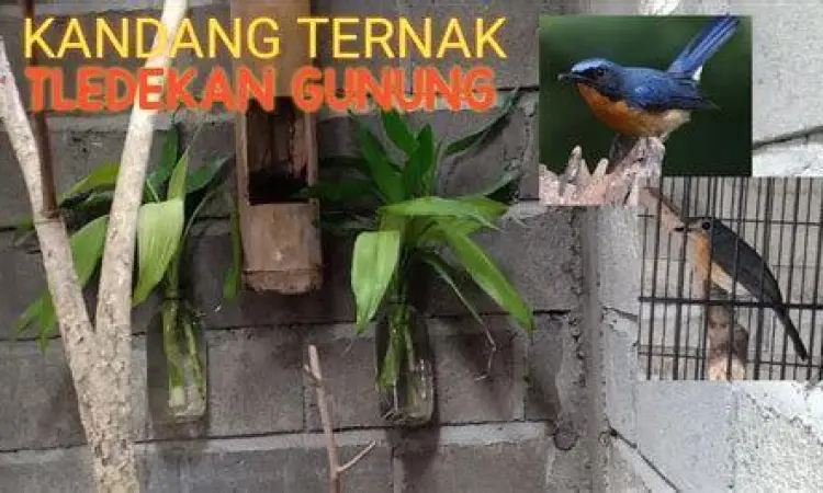 kandang ternak tledekan gunung kandang ternak tledekan gunung
