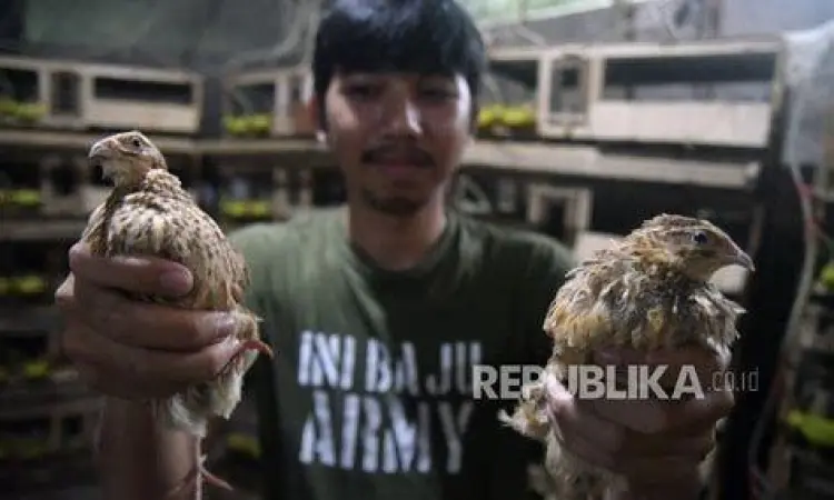 strategi pemasaran usaha ternak burung