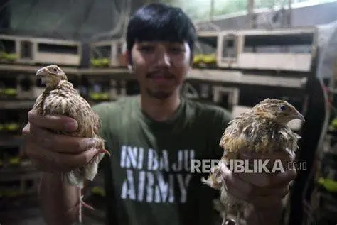 Pemasaran Ternak Burung strategi pemasaran usaha ternak burung