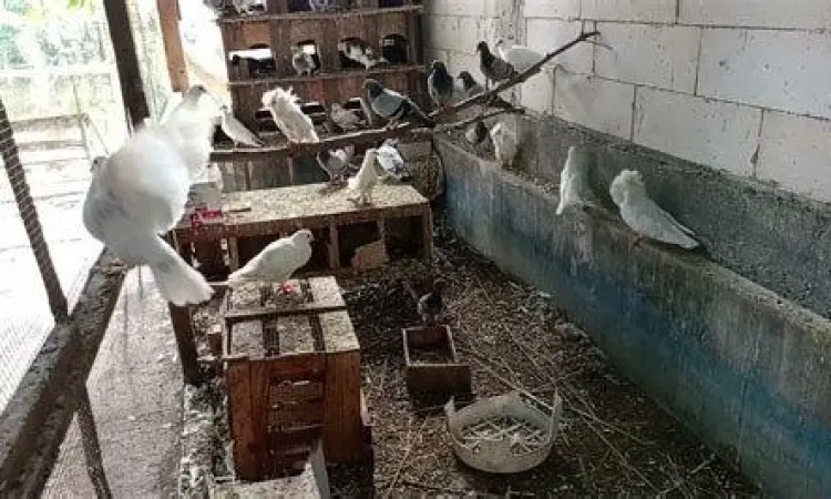 Kandang merpati koloni