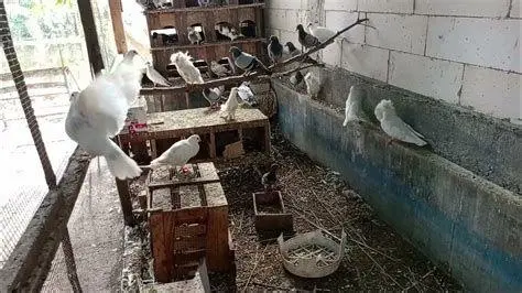 Kandang merpati koloni Kandang merpati koloni