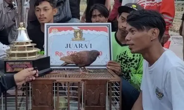 Burung merpati balap Burung merpati balap