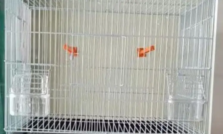 sangkar ternak burung blackthroat