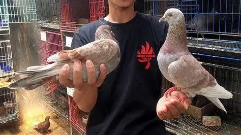 indukan merpati balap indukan merpati balap