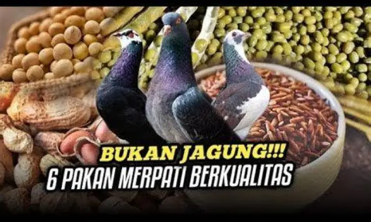 pakan burung dara pakan burung dara