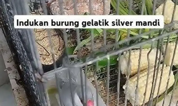 indukan burung gelatik indukan burung gelatik