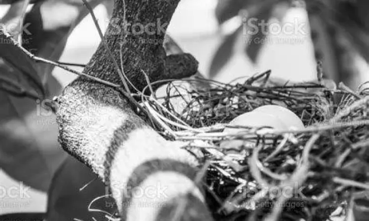 telur burung gelatik