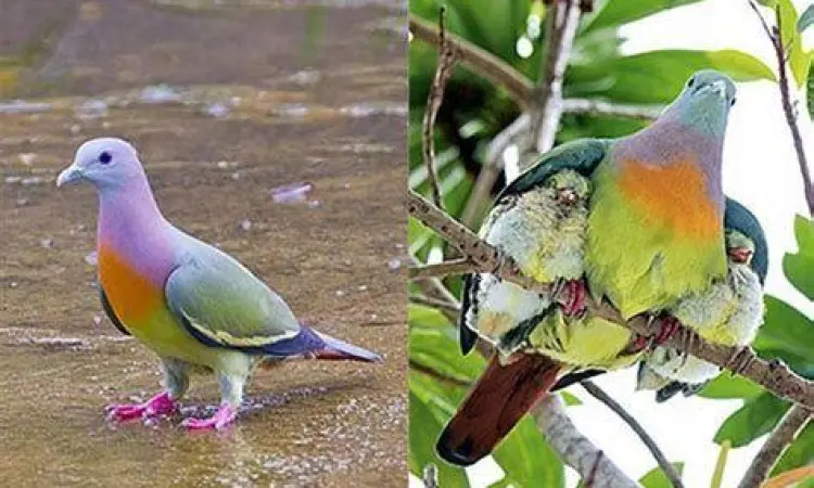 jenis burung merpati hias