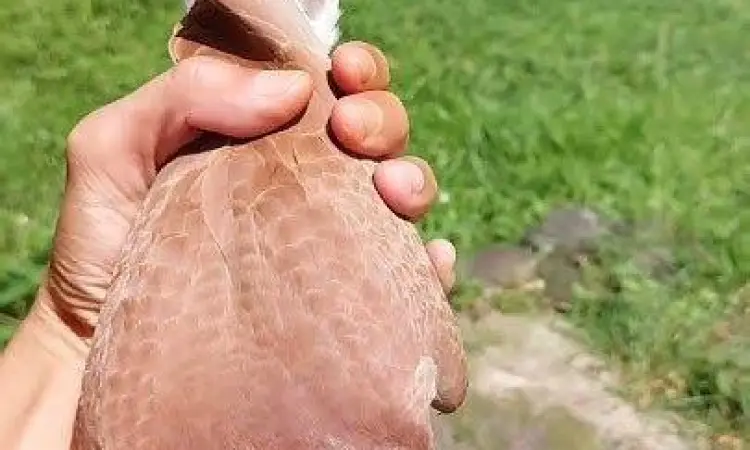 piyik burung merpati sehat piyik burung merpati sehat