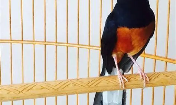 indukan murai batu indukan murai batu