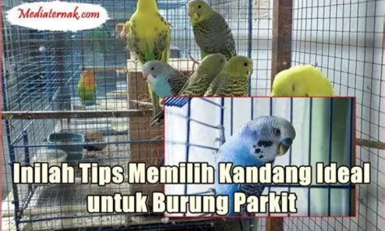 kandang burung parkit koloni