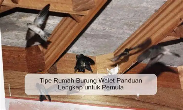 rumah burung walet rumah burung walet