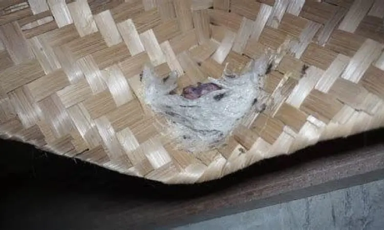 anakan burung walet anakan burung walet