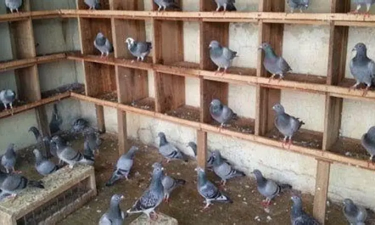 Kandang burung dara ternak Kandang burung dara ternak