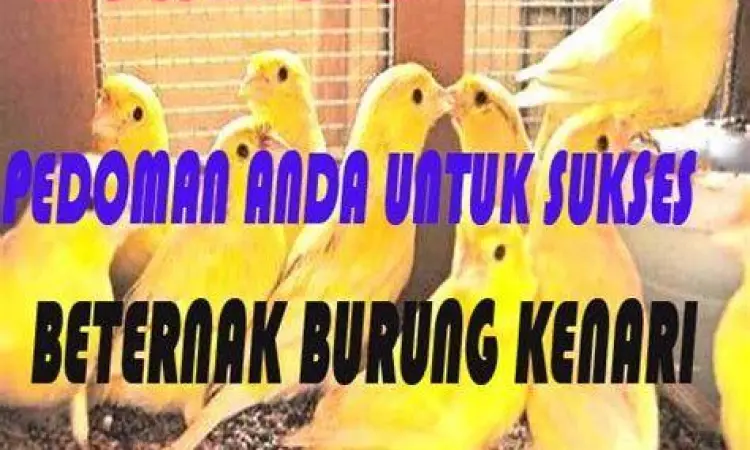 Ternak Burung Kenari Budidaya burung kenari