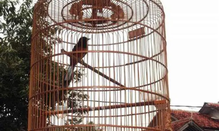 kandang burung murai ternak
