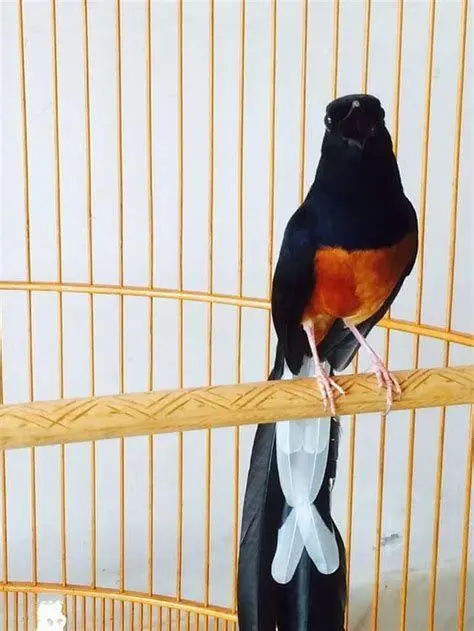 indukan burung murai ternak indukan burung murai ternak