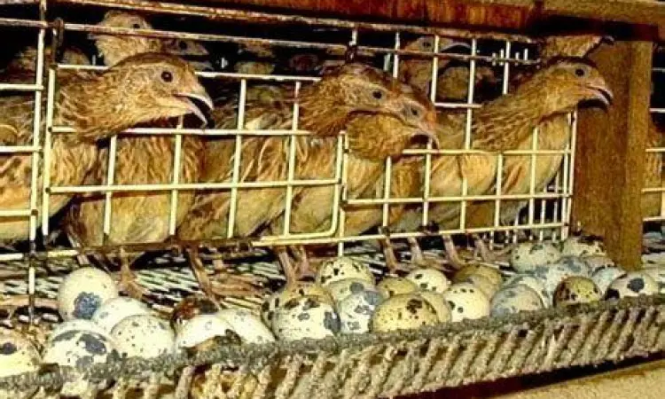 budidaya burung puyuh