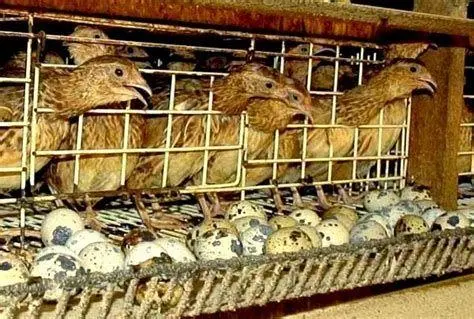 budidaya burung puyuh budidaya burung puyuh