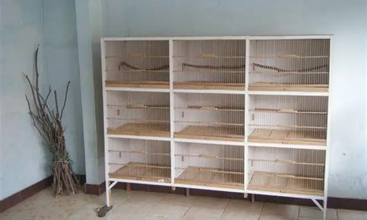 kandang ternak burung murai batu