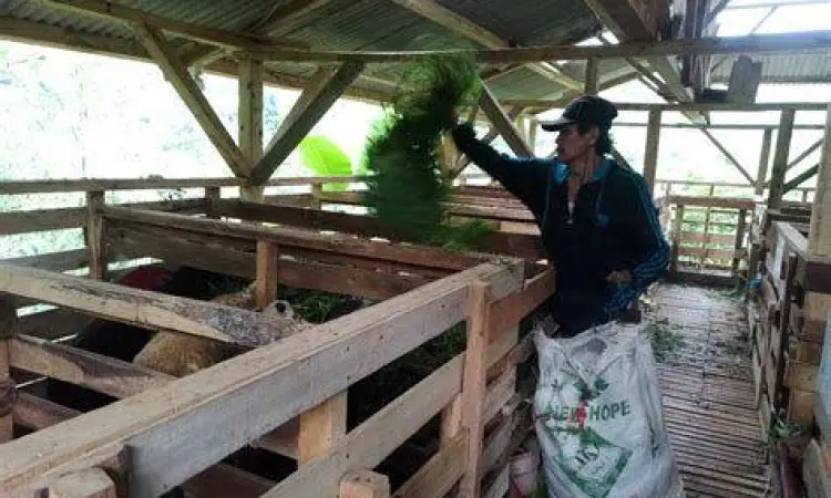 pakan burung ternak berkualitas