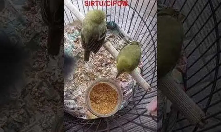anakan burung kicau sehat