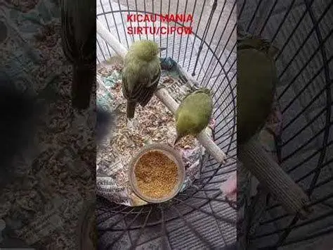 anakan burung kicau sehat anakan burung kicau sehat