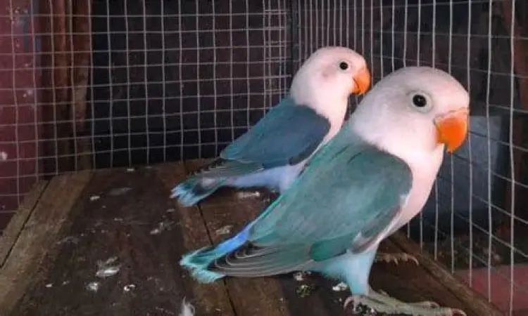 ternak burung lovebird