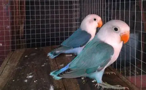 ternak burung lovebird ternak burung lovebird