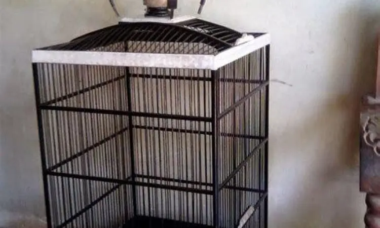 sangkar burung kenari