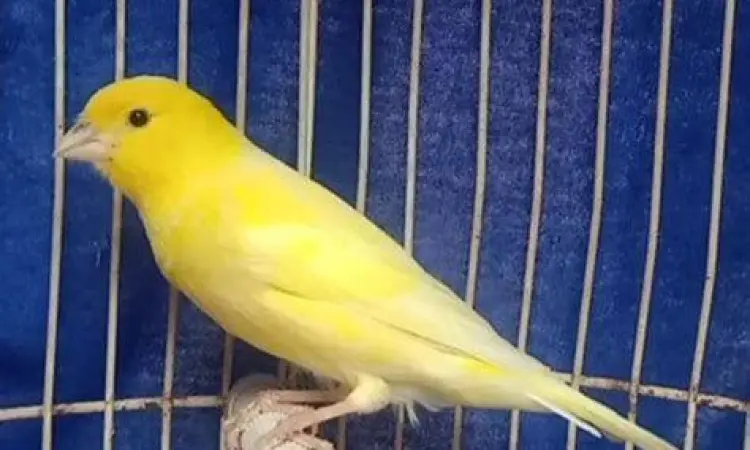 burung kenari burung kenari