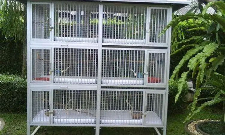 kandang burung modern
